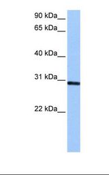 ASB11 Antibody - HepG2 cell lysate. Antibody concentration: 0.5 ug/ml. Gel concentration: 12%.  This image was taken for the unconjugated form of this product. Other forms have not been tested.