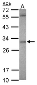 ASB12 Antibody - Sample (30 ug of whole cell lysate) A: U87-MG 12% SDS PAGE ASB12 antibody diluted at 1:500