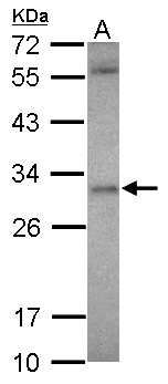 ASB12 Antibody - Sample (30 ug of whole cell lysate) A: U87-MG 12% SDS PAGE ASB12 antibody diluted at 1:500