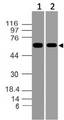ASB2 Antibody - Fig-1: Western blot analysis of Asb-2. Anti-Asb-2 antibody was used at 0.5 µg/ml on (1) HepG2 and (2) K562 lysates.