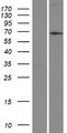 ASB2 Protein - Western validation with an anti-DDK antibody * L: Control HEK293 lysate R: Over-expression lysate