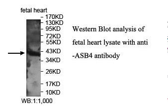 ASB4 Antibody