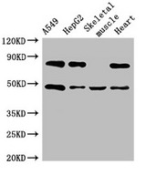 ASB4 Antibody - Positive WB detected in:A549 whole cell lysate,HepG2 whole cell lysate,Mouse skeletal muscle tissue,Rat heart tissue;All lanes:ASB4 antibody at 3?g/ml;Secondary;Goat polyclonal to rabbit IgG at 1/50000 dilution;Predicted band size: 49,39 KDa;Observed band size: 49,80 KDa;
