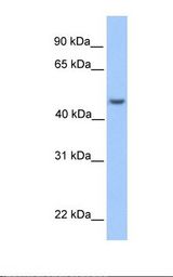ASB6 Antibody - 721_B cell lysate. Antibody concentration: 1.0 ug/ml. Gel concentration: 12%.  This image was taken for the unconjugated form of this product. Other forms have not been tested.