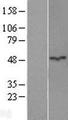 ASB6 Protein - Western validation with an anti-DDK antibody * L: Control HEK293 lysate R: Over-expression lysate