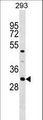 ASB7 Antibody - ASB7 Antibody western blot of 293 cell line lysates (35 ug/lane). The ASB7 antibody detected the ASB7 protein (arrow).