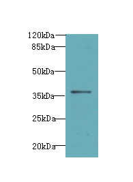 ASB7 Antibody - Western blot. All lanes: ASB7 antibody at 8 ug/ml+A40- whole cell lysate Goat polyclonal to rabbit at 1:10000 dilution. Predicted band size: 36 kDa. Observed band size: 36 kDa.