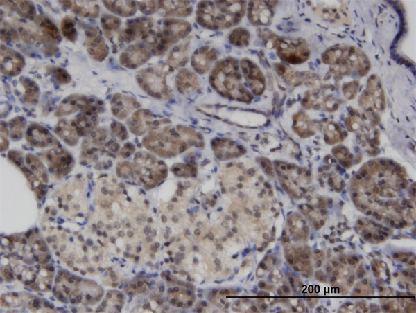 ASB8 Antibody - Immunoperoxidase of monoclonal antibody to ASB8 on formalin-fixed paraffin-embedded human pancreas. [antibody concentration 3 ug/ml]