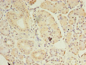 ASB8 Antibody - Immunohistochemistry of paraffin-embedded human pancreatic tissue using ASB8 Antibody at dilution of 1:100
