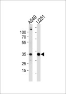 ASB9 Antibody - ASB9 Antibody western blot of A549,U251 cell line lysates (35 ug/lane). The ASB9 antibody detected the ASB9 protein (arrow).