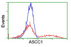 ASCC1 Antibody - HEK293T cells transfected with either overexpress plasmid (Red) or empty vector control plasmid (Blue) were immunostained by anti-ASCC1 antibody, and then analyzed by flow cytometry.