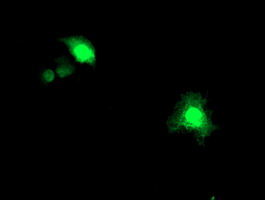ASCC1 Antibody - Anti-ASCC1 mouse monoclonal antibody immunofluorescent staining of COS7 cells transiently transfected by pCMV6-ENTRY ASCC1.