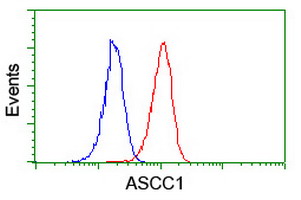 ASCC1 Antibody - Flow cytometry of Jurkat cells, using anti-ASCC1 antibody (Red), compared to a nonspecific negative control antibody (Blue).