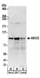 ASCC2 Antibody - Detection of Human ASCC2 by Western Blot. Samples: Whole cell lysate (50 ug) from HeLa, 293T, and Jurkat cells. Antibodies: Affinity purified rabbit anti-ASCC2 antibody used for WB at 0.1 ug/ml. Detection: Chemiluminescence with an exposure time of 30 seconds.