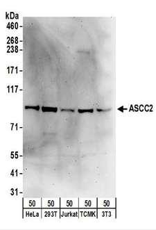 ASCC2 Antibody - Detection of Human and Mouse ASCC2 by Western Blot. Samples: Whole cell lysate (50 ug) from HeLa, 293T, Jurkat, mouse TCMK-1, and mouse NIH3T3 cells. Antibodies: Affinity purified rabbit anti-ASCC2 antibody used for WB at 0.1 ug/ml. Detection: Chemiluminescence with an exposure time of 3 minutes.