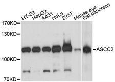 ASCC2 Antibody - Western blot analysis of extracts of various cell lines, using ASCC2 antibody at 1:3000 dilution. The secondary antibody used was an HRP Goat Anti-Rabbit IgG (H+L) at 1:10000 dilution. Lysates were loaded 25ug per lane and 3% nonfat dry milk in TBST was used for blocking. An ECL Kit was used for detection and the exposure time was 60s.