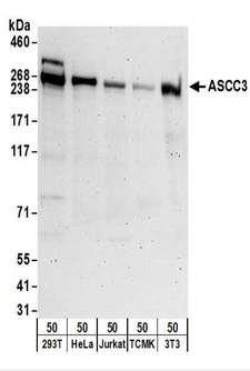 ASCC3 Antibody - Detection of Human and Mouse ASCC3 by Western Blot. Samples: Whole cell lysate (50 ug) from 293T, HeLa, Jurkat, mouse TCMK-1, and mouse NIH3T3 cells. Antibodies: Affinity purified rabbit anti-ASCC3 antibody used for WB at 0.1 ug/ml. Detection: Chemiluminescence with an exposure time of 30 seconds.