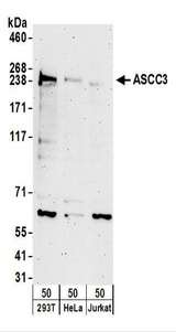 ASCC3 Antibody - Detection of Human ASCC3 by Western Blot. Samples: Whole cell lysate (50 ug) from 293T, HeLa, and Jurkat cells. Antibodies: Affinity purified rabbit anti-ASCC3 antibody used for WB at 1 ug/ml. Detection: Chemiluminescence with an exposure time of 3 minutes.