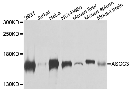 ASCC3 Antibody - Western blot analysis of extracts of various cells.