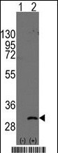 ASCL1 / MASH1 Antibody - Western blot analysis of Ascl1 (arrow) using rabbit polyclonal Ascl1 Antibody (Human C-term) . 293 cell lysates (2 ug/lane) either nontransfected (Lane 1) or transiently transfected with the Ascl1 gene (Lane 2) (Origene Technologies).