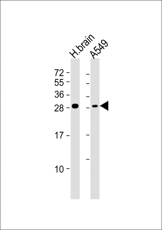 ASCL1 / MASH1 Antibody - Western blot analysis of anti-Ascl1 Antibody (C-term D220) in Hela cell line lysates (35ug/lane). Ascl1 (arrow) was detected using the purified Pab (1:160 dilution).