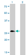 ASCL1 / MASH1 Antibody - Western Blot analysis of ASCL1 expression in transfected 293T cell line by ASCL1 monoclonal antibody (M01), clone 7E11.Lane 1: ASCL1 transfected lysate(25.5 KDa).Lane 2: Non-transfected lysate.