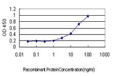 ASCL1 / MASH1 Antibody - Detection limit for recombinant GST tagged ASCL1 is approximately 1 ng/ml as a capture antibody.