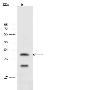 ASCL1 / MASH1 Antibody - Anti-ASCL1 rabbit polyclonal antibody at 1:500 dilution. Lane A: Mouse brain tissue lysate. Lysates/proteins at 30 ug per lane. Secondary: Goat Anti-Rabbit IgG (H+L)/HRP at 1/10000 dilution. Developed using the ECL technique. Performed under reducing conditions. Predicted band size: 25 kDa. Observed band size: 28 kDa.
