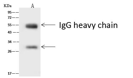ASCL1 / MASH1 Antibody - CAV3 was immunoprecipitated using: Lane A: 0.5 mg Mouse brains Tissue Lysate. 4 uL anti-CAV3 rabbit polyclonal antibody and 60 ug of Immunomagnetic beads Protein A/G. Primary antibody: Anti-CAV3 rabbit polyclonal antibody, at 1:100 dilution. Secondary antibody: Goat Anti-Rabbit IgG (H+L)/HRP at 1/10000 dilution. Developed using the ECL technique. Performed under reducing conditions. Predicted band size: 25 kDa. Observed band size: 29 kDa.