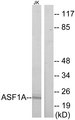 ASF1A Antibody - Western blot analysis of lysates from Jurkat cells, using ASF1A Antibody. The lane on the right is blocked with the synthesized peptide.