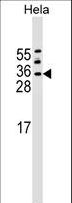 ASF1A Antibody - ASF1A Antibody western blot of HeLa cell line lysates (35 ug/lane). The ASF1A antibody detected the ASF1A protein (arrow).