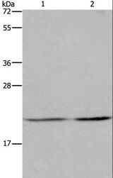 ASF1A Antibody - Western blot analysis of A549 and HeLa cell, using ASF1A Polyclonal Antibody at dilution of 1:1200.