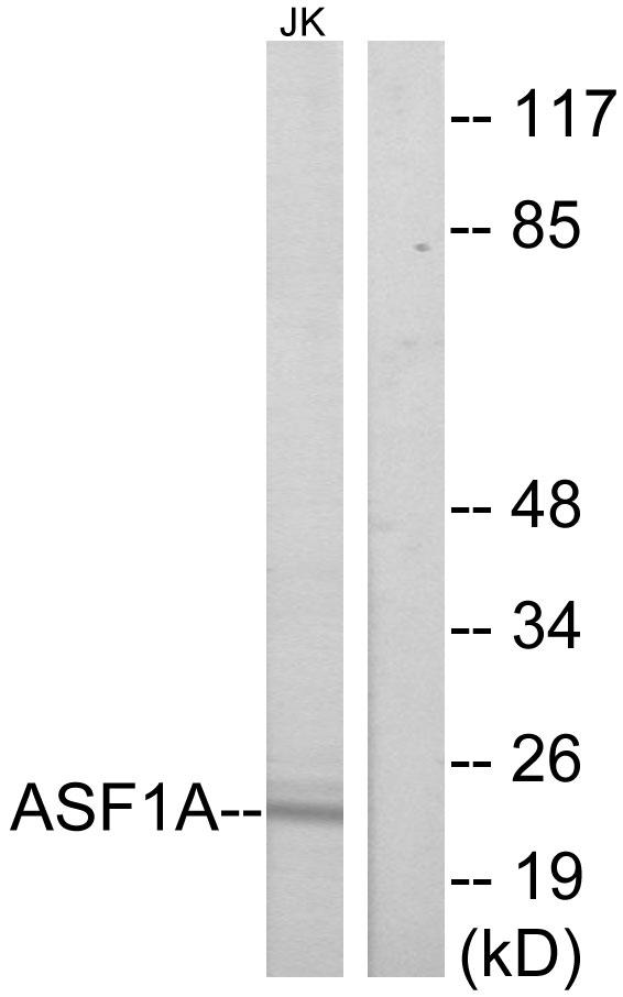 ASF1A Antibody - Western blot analysis of extracts from Jurkat cells, using ASF1A antibody.