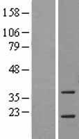 ASF1A Protein - Western validation with an anti-DDK antibody * L: Control HEK293 lysate R: Over-expression lysate