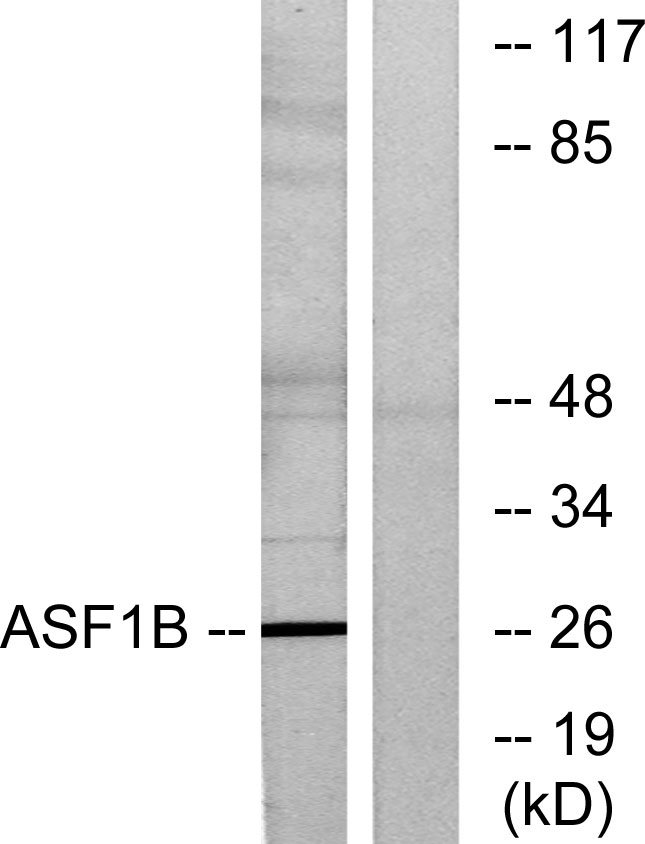 ASF1B Antibody - Western blot analysis of lysates from K562 cells, using ASF1B Antibody. The lane on the right is blocked with the synthesized peptide.
