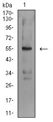 ASF1B Antibody - Western blot analysis using ASF1B mouse mAb against A549 (1) cell lysate.