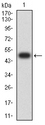 ASF1B Antibody - Western blot analysis using ASF1B mAb against human ASF1B (AA: 1-202) recombinant protein. (Expected MW is 48.4 kDa)