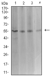 ASF1B Antibody - Western blot analysis using ASF1B mouse mAb against Hela (1), COS7 (2), HCT116 (3), and CHO3D10 (4) cell lysate.