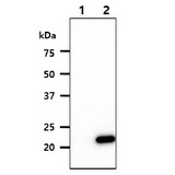 ASF1B Antibody - The cell lysates (10ug) were resolved by SDS-PAGE, transferred to PVDF membrane and probed with anti-human ASF1B antibody (1:1000). Proteins were visualized using a goat anti-mouse secondary antibody conjugated to HRP and an ECL detection system. Lane 1.: 293T cell lysate Lane 2.: ASF1B transfected 293T cell lysate