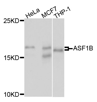 ASF1B Antibody - Western blot analysis of extracts of various cells.