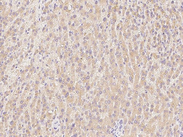 ASGR1 / ASGPR Antibody - Immunochemical staining of human ASGR1 in human liver with mouse monoclonal antibody at 1:30 dilution, formalin-fixed paraffin embedded sections.