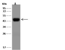 ASGR1 / ASGPR Antibody - Anti-ASGR1 rabbit monoclonal antibody at 1:20000 dilution. Lane A: HepG2 Whole Cell Lysate. Lysates/proteins at 30 ug per lane. Secondary: Goat Anti-Rabbit IgG (H+L)/HRP at 1/10000 dilution. Developed using the ECL technique. Performed under reducing conditions. Predicted band size: 33 kDa. Observed band size: 43 kDa.