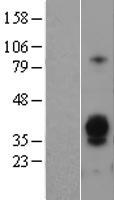 ASGR1 / ASGPR Protein - Western validation with an anti-DDK antibody * L: Control HEK293 lysate R: Over-expression lysate