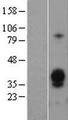 ASGR1 / ASGPR Protein - Western validation with an anti-DDK antibody * L: Control HEK293 lysate R: Over-expression lysate