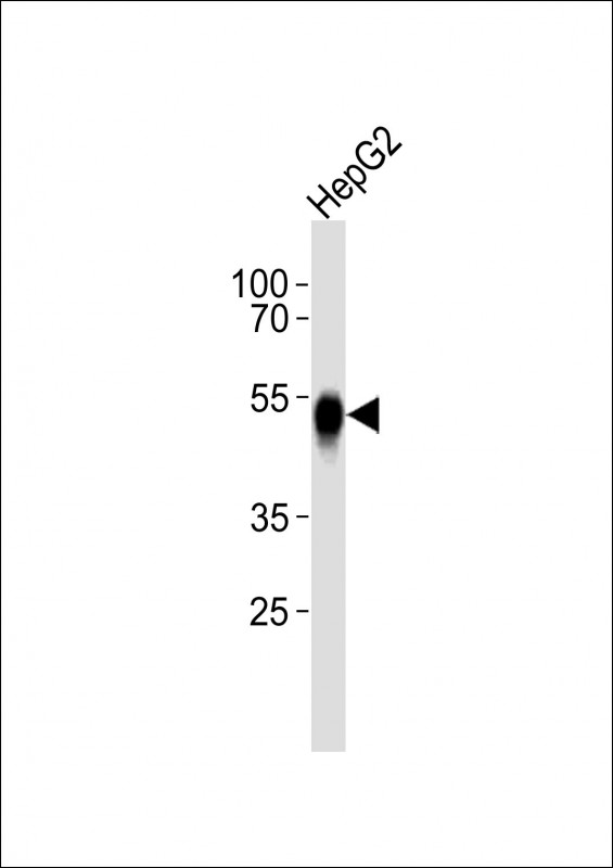ASGR2 Antibody - Anti-ASGR2 Antibody at 1:1000 dilution + HepG2 whole cell lysates Lysates/proteins at 20 ug per lane. Secondary Goat Anti-Rabbit IgG, (H+L), Peroxidase conjugated at 1/10000 dilution Predicted band size : 35 kDa Blocking/Dilution buffer: 5% NFDM/TBST.