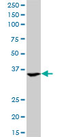 ASGR2 Antibody - ASGR2 monoclonal antibody (M05), clone 1D7. Western Blot analysis of ASGR2 expression in K-562.