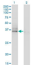 ASGR2 Antibody - Western Blot analysis of ASGR2 expression in transfected 293T cell line by ASGR2 monoclonal antibody (M05), clone 1D7.Lane 1: ASGR2 transfected lysate (Predicted MW: 32.6 KDa).Lane 2: Non-transfected lysate.