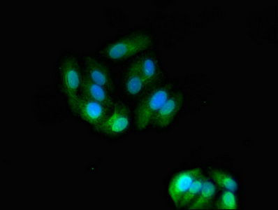 ASGR2 Antibody - Immunofluorescent analysis of HepG2 cells using ASGR2 Antibody at dilution of 1:100 and Alexa Fluor 488-congugated AffiniPure Goat Anti-Rabbit IgG(H+L)