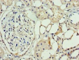 ASH2L / ASH2 Antibody - Immunohistochemistry of paraffin-embedded human kidney using antibody at 1:100 dilution.  This image was taken for the unconjugated form of this product. Other forms have not been tested.