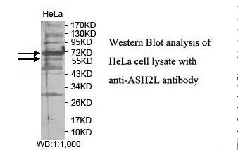 ASH2L / ASH2 Antibody